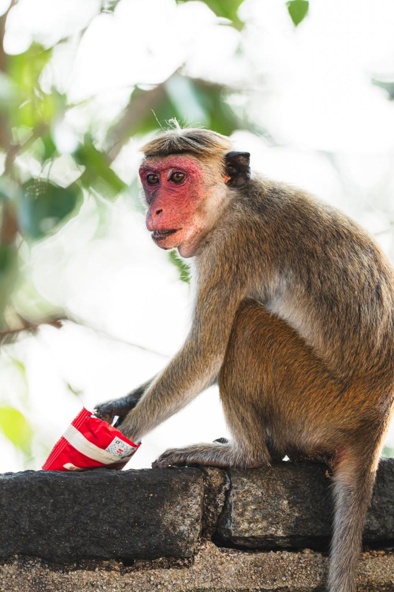 Sundaras Sigiriya Jungles Caves Resort Dambulla Dış mekan fotoğraf